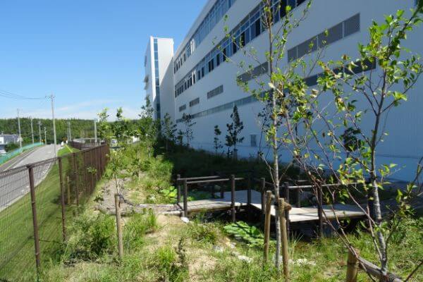 建物の横にある植物の写真